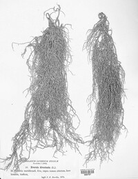 Evernia divaricata image